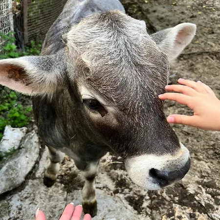 Leppo Séjour à la campagne *